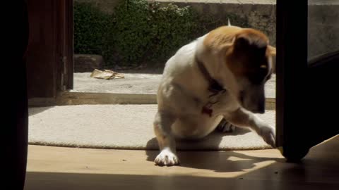 Sweet dog lying by the window enjoying the sunshine and having a nap