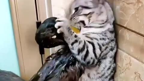 How do cats fight ducks?