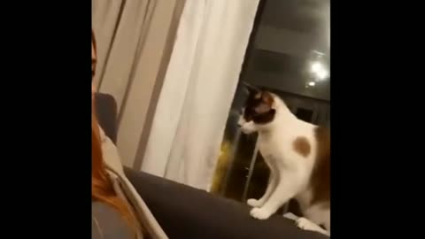 Funniest Cats 😹 - Don't try to hold back Laughter 😂 - Funny Cats Life 2021