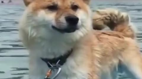 Does Cute Funny Shiba Inu Like Water? Best Shiba Dog Video 2021 - LAUGH with Dog's Life