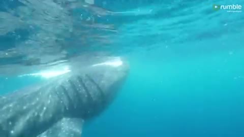 Gigantic whale shark swims within inches of swimmers in Mexico