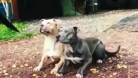 Synchronized dog training! The reflexes and posture training of these two dogs are really good