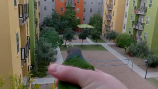 Other Pets Play Fetch, This Parrot Plays Throw