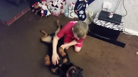 Gentle Rottweiler Absolutely Loves Getting Belly Rubs
