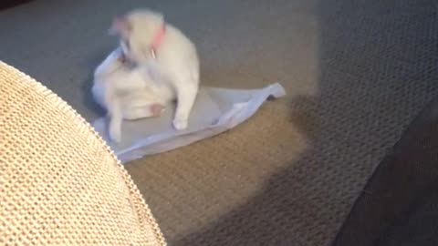 White cat chasing its tail