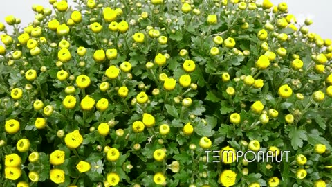 Blooming Chrysanthemum Flower Time Lapse