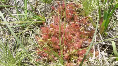 Rorela ( Drosera Rotundifolia L. ) serve para eliminar catarro