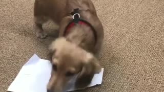 Little dog in office steals and rips paper