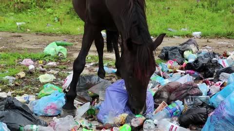 Black horse at dump waste