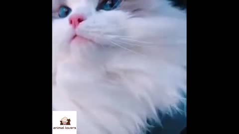 Beautiful cat