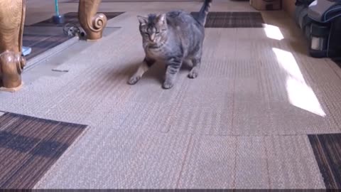 Cat vs Drone