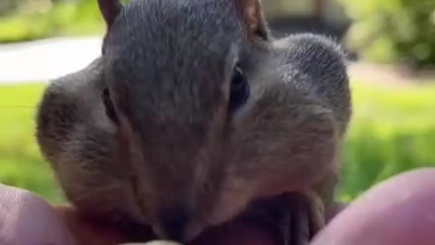 cute animals eat #cuteanimals #funnyanimals