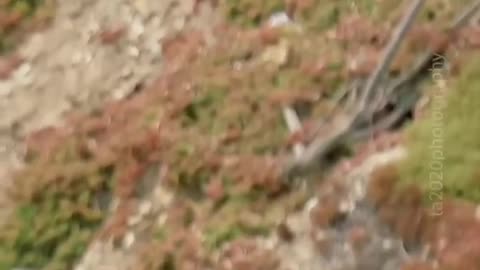 Falcon Mom teaching her offsprings to catch food midair.