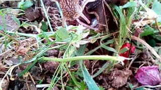 Snail takes his sweet time eating his lunch