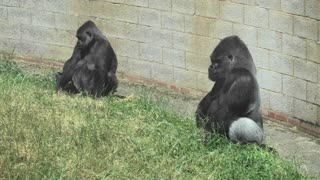 Misbehaving Silverback Gorilla is in the doghouse