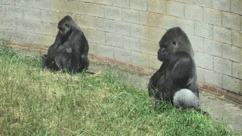 Misbehaving Silverback Gorilla is in the doghouse