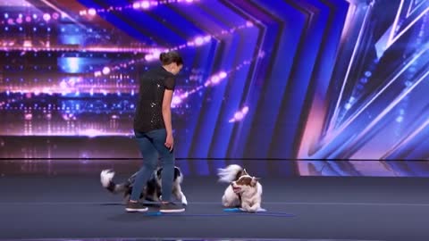 Talent Dog show