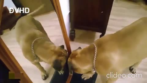 Dogs 🐶 vs Mirror Funny Animals in front of Mirror #1