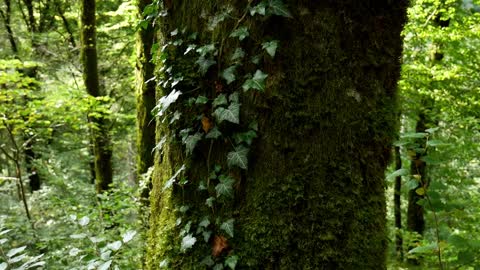 nature forest teery