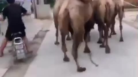 THE CAMEL KICK THOUGH, FUNNY CLIPS 2022