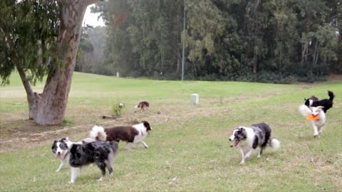 Fun and play in nature with the most beautiful dogs