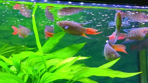 Paradise Fish Goldfish Angelfish Guppy Guppies Catfish