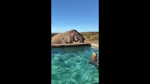 Wild elephant drinks from safari pool in South Africa
