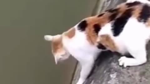 Cute and Funny Cat Video