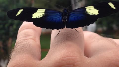 Colorful Butterfly Stretches Wings