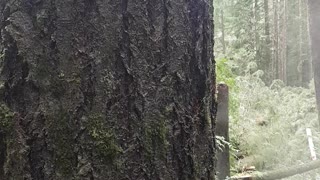 Cutting Down a Big Tree, Solo
