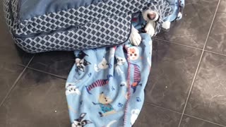 Milo the beagle in his favorite hiding spot