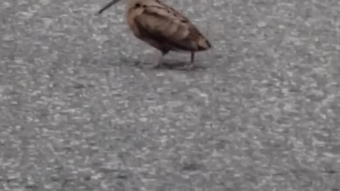 Dancing Bird