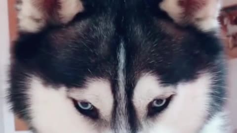 Husky dog angry