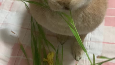 Bunny eats oats