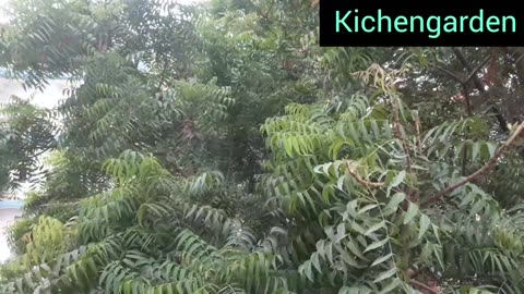 Kichengarden routine growing seeds timing starting seeds without making any plans for