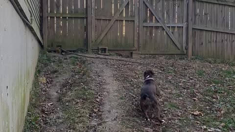 Boxer Showcases Ability to Jump 6 Foot Tall Fence