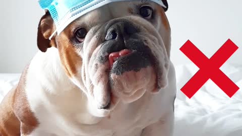 English Bulldog shows us how to properly wear a mask