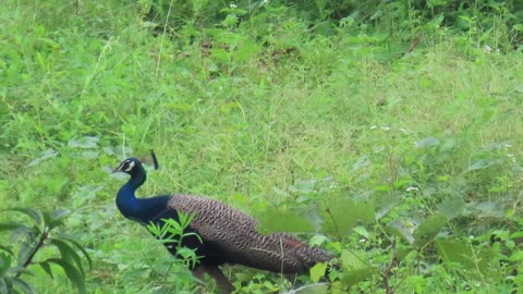 Peacock eats grass seeds