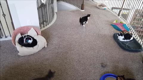 Dog and Cat Reaction to Laser Pointers - Funny Animal Reaction