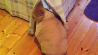 Fat Cat Shaved Like Poodle Hides Shame Under Bed