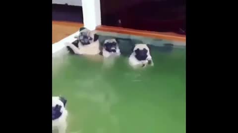 lovely pugs video