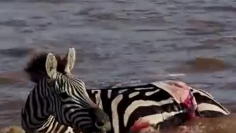 Zebra vs crocodile