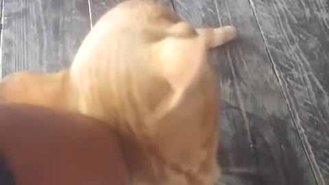 Cute cat's figer streching