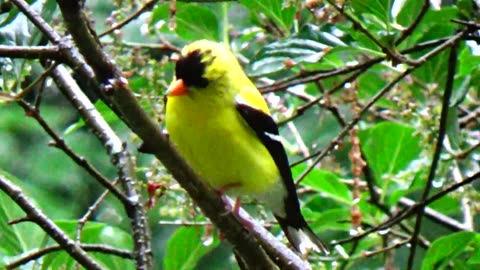 American Goldfinch