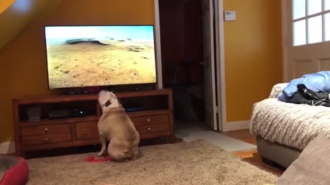 Bulldog Sees Cheetah On TV, Calls Sister For Backup