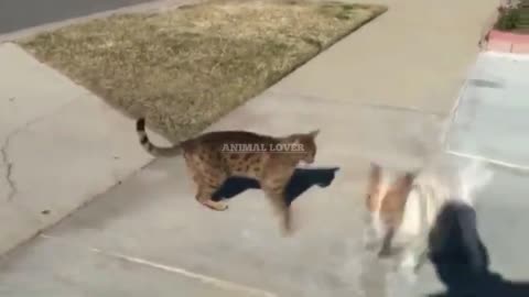 The fight between cat and dog is very scary