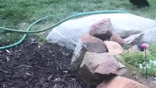 Cat Loves To Play With Water Hose