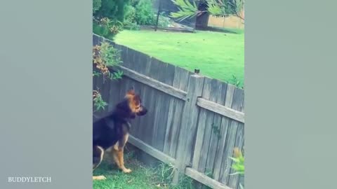 German Shepherds Are So Funny That You Laugh Uncontrollably