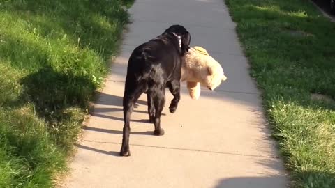 Dog takes stuffed animal with him for his walk