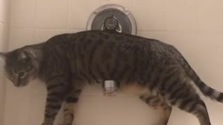 The cat helps to take a bath